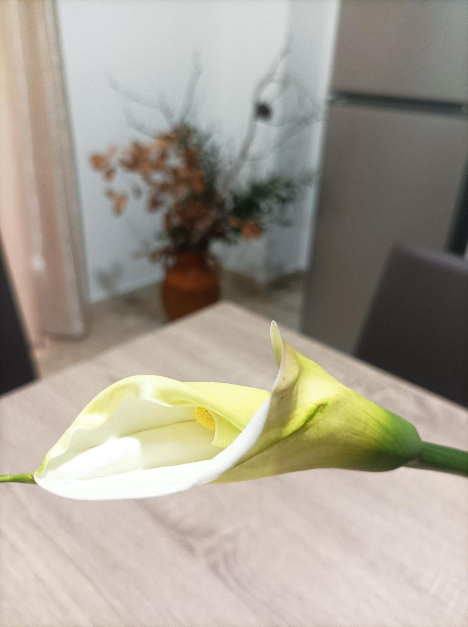 דירות מסאפרה L'Ulivo מראה חיצוני תמונה